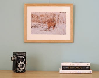 Photographic Art Print framed Roe deer in frost Nature