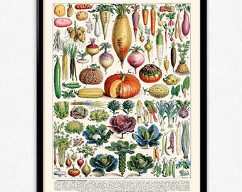 Vegetables Illustration Vintage Print 1 - Vegetables Poster - Vegetables Art - Kitchen Decor - Kitchen Art - Botanical Science - Larousse
