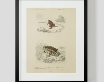 Vintage Amphibian Frog Reptile Plate 16