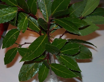 5 Fresh Bay Leaf branches bay leaves for wreaths floral filler decor craft projects natural herbs for cooking 1-2ft branches