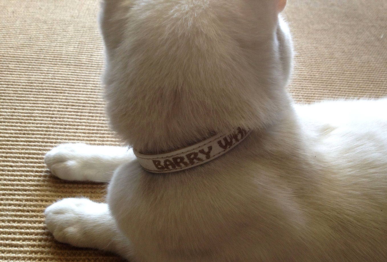 Personalized leather cat collar with breakaway buckle by