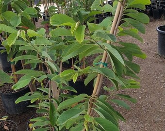 Atemoya Geffner Grafted Tree 1 Plants 3 to 4 Feet Tall
