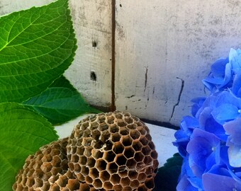 Wasp Nest, Small Wasp Nests,Natural Nest,Nests, Real Wasp Nest