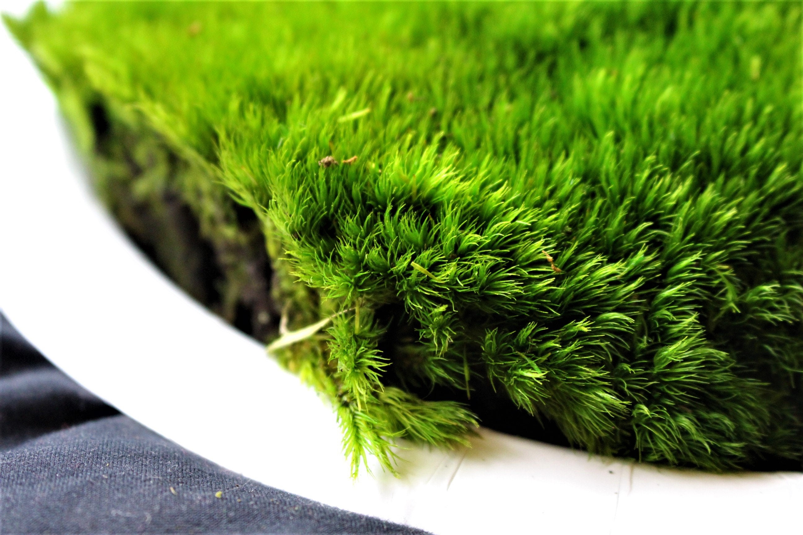 Mood MossPillow MossPreserved Moss SamplesSheet mossYou