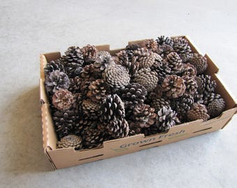 75 to 100 small size pine cones. Good for rustic decorations, natural decor, craft projects, DIY projects and/or great fire starter