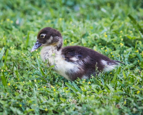 Download Muscovy Duckling Print Canvas Nursery Decor Home Decor