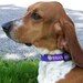 Personalized Embroidered Dog Collar with name and design. Have your phone number on it for free!