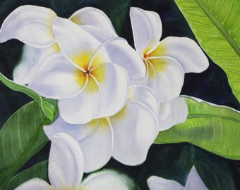 White Plumeria Painting Kauai Hawaii
