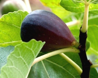 Black Mission Fig Tree Live Fruit Plant Fully Rooted Potted Organic Pre-Bonsai Rare Exotic 6 INCH Cold Hardy Pollinated Ready for Planting
