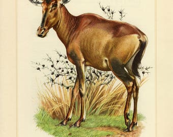 Vintage lithograph of the red hartebeest from 1956