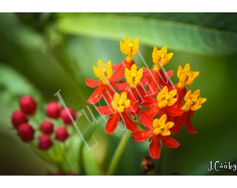 Yellow and Orange Flower Photograph