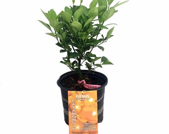 Panama Orange Tree - Calamondin - Citrus mitis - 8" Pot - Citrus