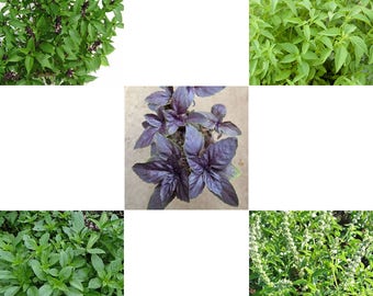 Fresh Basil Seed from Thailand-OCIMUM BASILICUM-Choose from:- Sweet, Thai, Holy, Red , Lemon or All 5, collection essential for Thai Cooking