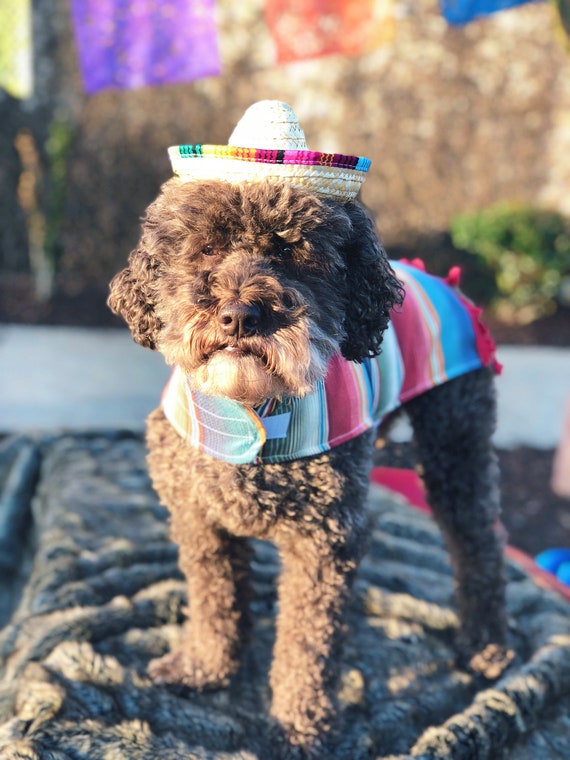 Sombrero || Mini Sombrero || Dog Hat || Straw Hat || Mini Sombrero || Fiesta Party || Fiesta Hat