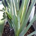 1 Well Rooted Giant Bird Of Paradise ( Orange or White Flowers available) - 24 to 36 Inches Tall -m76
