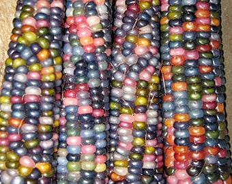 Glass Gem Corn Cherokee Heirloom Corn Seeds Non-GMO Rare Seeds Original Strain Naturally Grown Open Pollinated Gardening