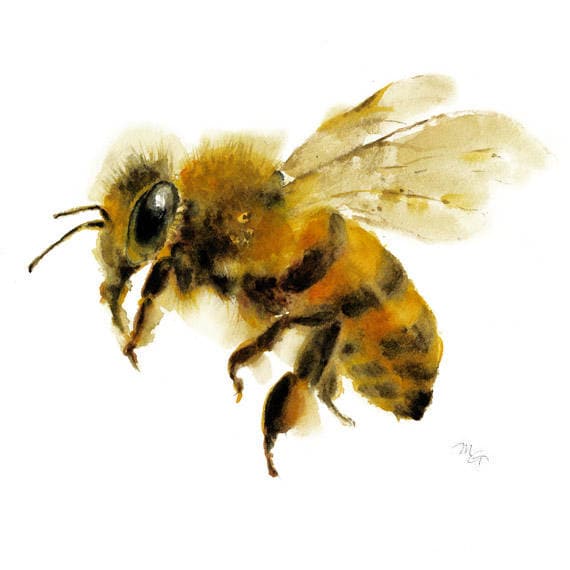 Honey Bee watercolor painting Giclee Print. Nature