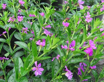 Cuphea hyssopifolia, Mexican Heather for Miniature Garden, Fairy Garden
