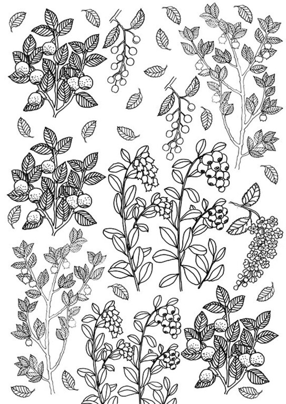 Berries and leaves Coloring sheet Printable berries Instant