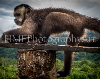 Amazon Monkey Photography (Digital Download)