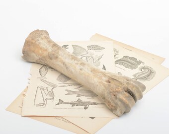 Throwing bones, bones, taxidermy, real horse bone, weird stuff, ethical source bones, real animal part, macabre, hunting decor ideas,