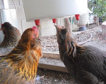 The Smart Chicken Waterer