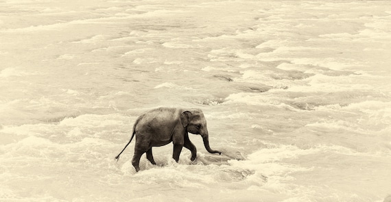 RIVER ELEPHANTS 5. Elephant print, Sri Lanka, Giclee Print, Limited Edition Print, Wildlife Photography