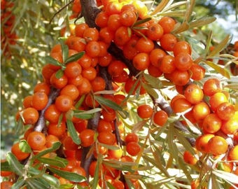 20 Hippophae rhamnoides Seeds, common sea buckthorn Seeds