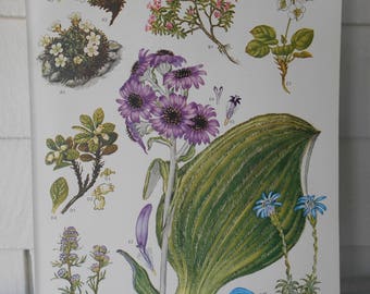 Botanical, Original Book Plate #6 from "Wildflowers of the World" 9X12"