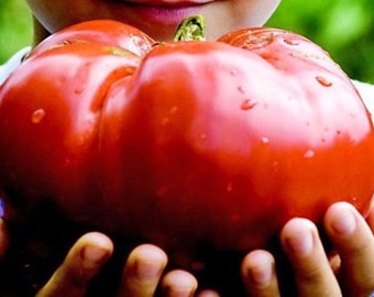 5 Monster Tomato Seeds-1155