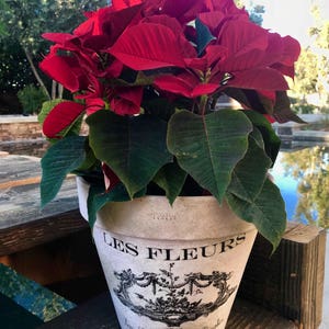 French flower pot