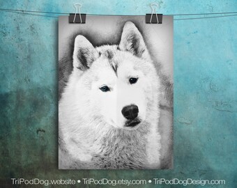 Huskywith Blue Eyes Sketch - Digital Sketch - Digital Download