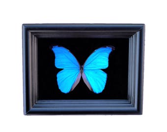 Blue Morpho Butterfly Taxidermy- Butterfly Art, Butterfly Decor, Framed Butterfly, Butterflies, Taxidermy Art, Insect Art, Curio, Entomology