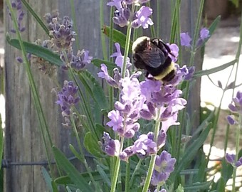 Lavender seeds, Munstead lavender organic herb seeds organic herb seeds, lavender plant, dried lavender lavender essential oil dried herbs