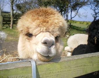 Adopt an Alpaca from Little Hamlet Alpaca Rescue Centre. Perfect Gift for yourself or someone special