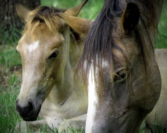 Mare and foal - Matted Print