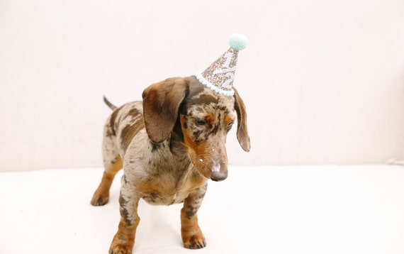 Dog Party Hat || Half Birthday Party Hat || Animal Hat || Dog Crown || Pet Birthday || Busters Party Shop || Confetti + Mint