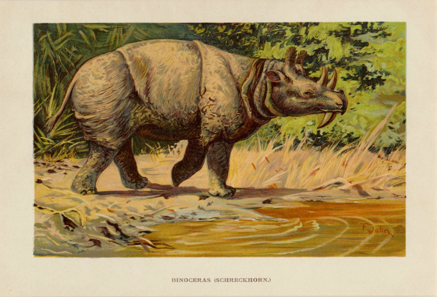 prehistoric rhinoceros fossil