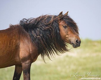 Sable Island Stallion - Fine Art Horse Photograph - Horse - Sable Island - Wild Horse -Fine Art Print