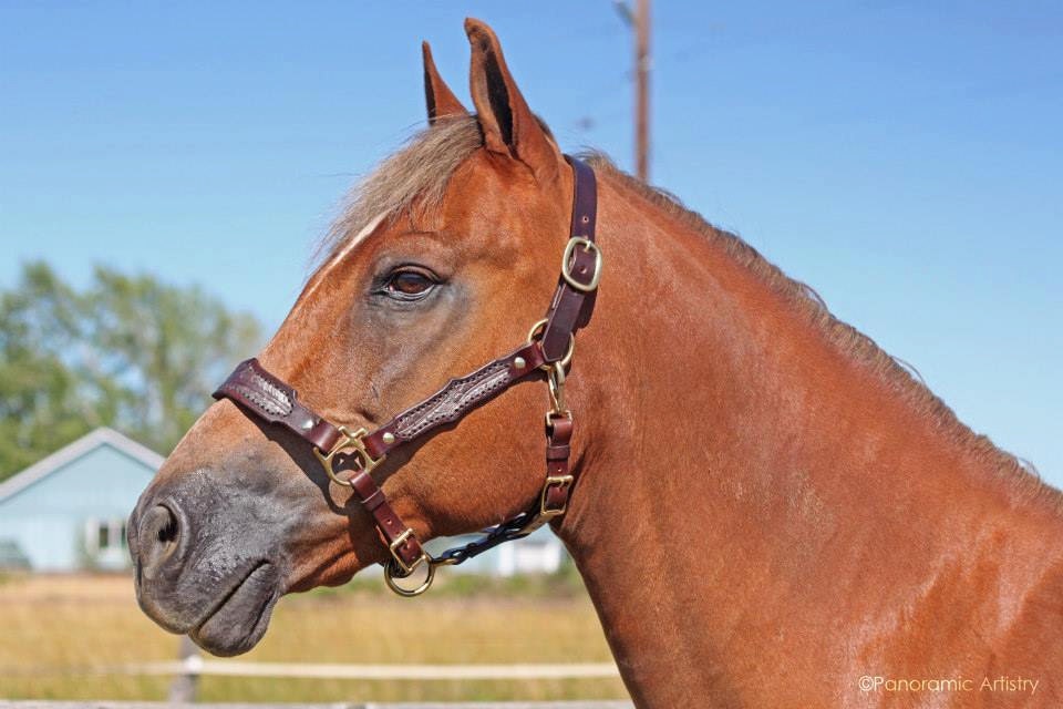 Feather Hand Tooled Leather Horse Halter average horse