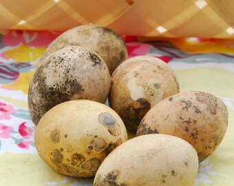 Gourd Seeds, Nest Egg Gourds, Bird Egg Gourd Seed, Easy to Grow Craft Gourds, Rustic Decorations
