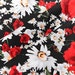 BLACK/White width 55.12'' Cotton Fabric, rose Cotton Fabric-0.5 meter,dress DIY(163-19)