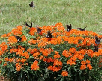 Asclepias tuberosa Pleurisy Root 25 seeds
