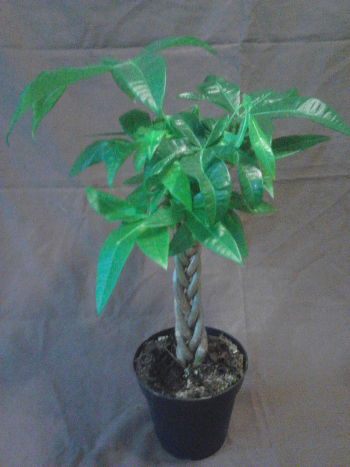Pachira Aquatica Bonsai Tree Money Tree potted Tropical Pachira Aquatica Bon