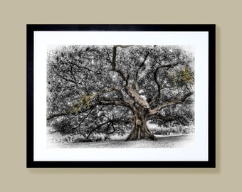 Royal Botanical Garden, Australia, fine art landscape photography canvas prints