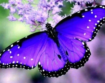 Butterfly Flower Type Shower Gel, Whipped Body Butter, Lotion, Body Spray, Bath Soak, Shampoo or Conditioner