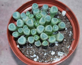 Fenestraria aurantiaca “Baby Toes” Succulent 4.0" Pot