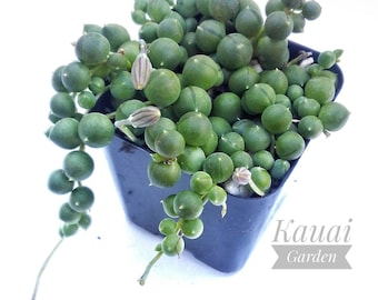 String of Pearls Succulent Plant - Senecio Rowleyanus - Not variegated