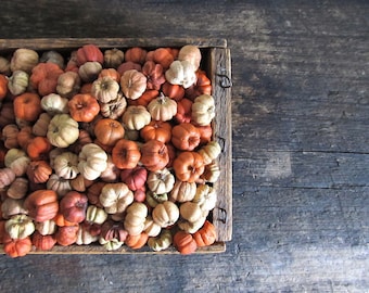 5 Cups – Natural and Orange Mix Putka Pods
