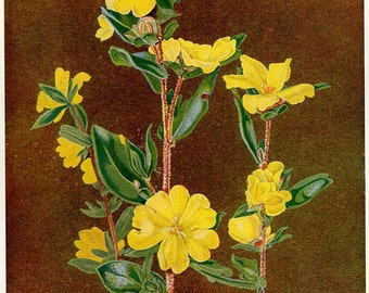 Antique Print, FLOWERING AUSTRALIAN PLANTS, chart 75 1930 beautiful wall art vintage color lithograph illustration wild flowers floral